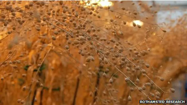 Rothamsted Research mengembangkan tanaman mengandung "minyak ikan".