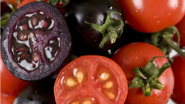 बैंगनी टमाटर