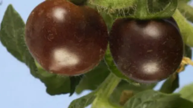 बैंगनी टमाटर