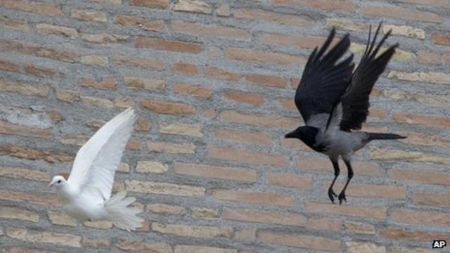 Un cuervo persigue a una paloma