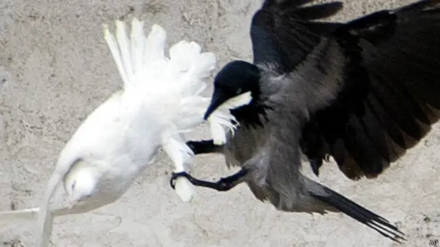 كاد الغراب ان يفتك "بحمامة السلام"