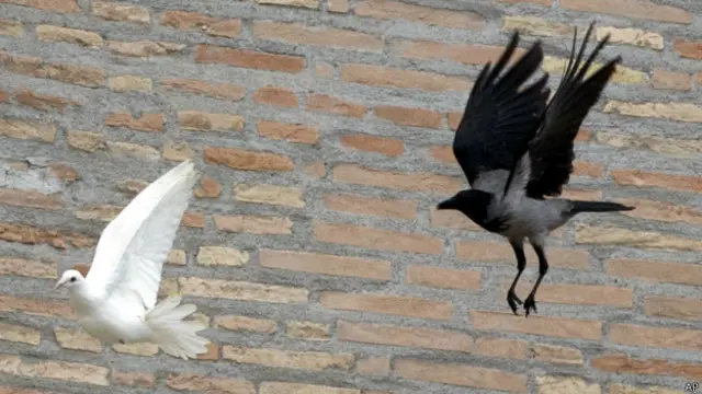 الغراب وهو يطارد "حمامة السلام"