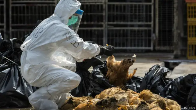 बर्डफ्लू (फ़ाइल फ़ोटो)