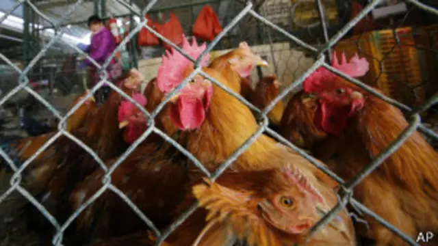 बर्ड फ्लू