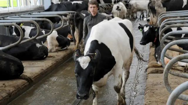 गाय, डेयरी