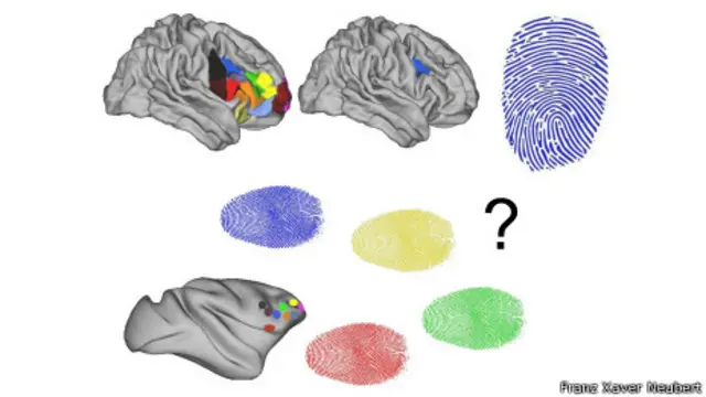 Imagen gráfica que compara un cerebro humano y otro de mono
