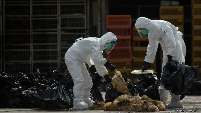 हॉन्गकॉन्ग में मुर्गियों में बर्ड फ्लू वायरस, एच7एन9 पाए जाने के बाद 20,000 मुर्गियों को मारा जाएगा. चीन से मुर्गियों के आयात पर तीन हफ्तों की पाबंदी लगाई गई है.