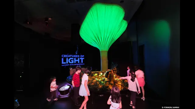 रोशनी वाला मशरूम 