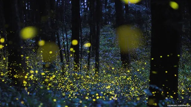 फायर फ्लाई, जापान