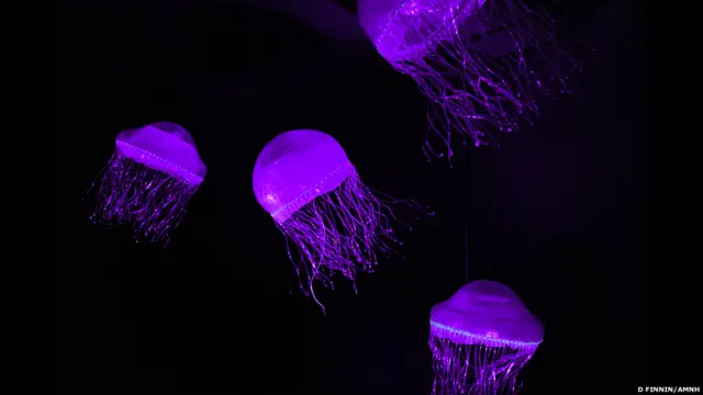 जैली फिश 