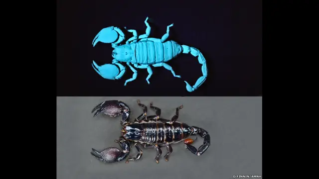 रोशनी वाले बिच्छु 