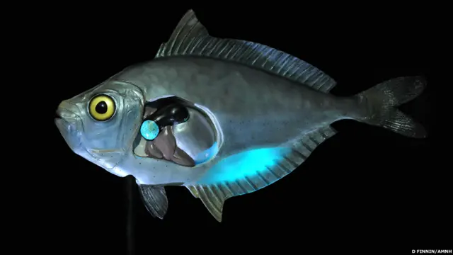 पॉनीफिश 