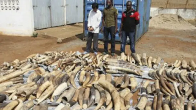 Pour les défenseurs de l’environnement, la nation d’Afrique de l’Ouest est devenue le centre d’un vaste trafic d’ivoire entre l’Afrique Centrale et l’Asie.