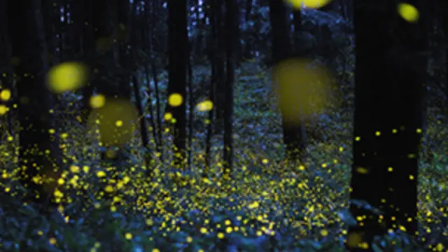 مونږ له هر کال سره د خوش بينۍ نوې نوې هیلې او ارمانونه تړو او يادوو یې.