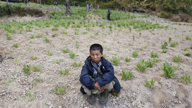 बर्मा के शान प्रांत में अफ़ीम की खेती