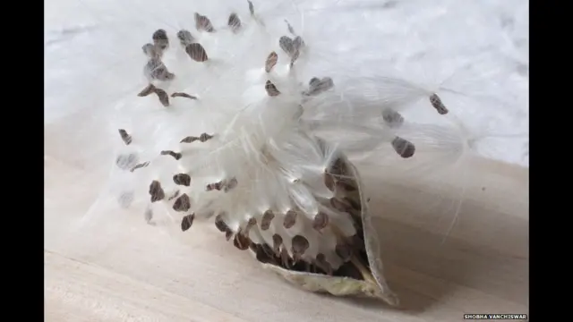 बीबीसी पाठकों की भेजी तस्वीरें