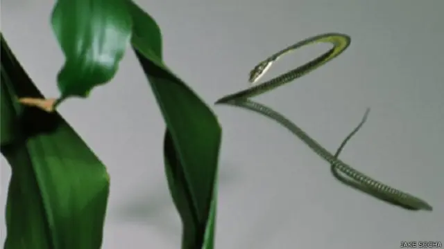 یہ اڑن سانپ اپنے جسم کی شکل تبدیل کرنے کی صلاحیت رکھتا ہے