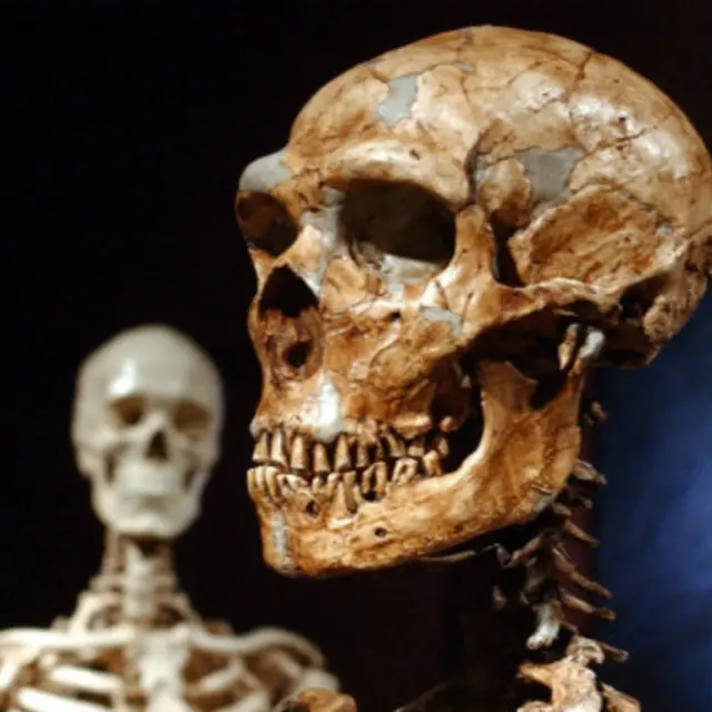 بازسازی جمجمه یک نئاندرتال (راست) در موزه تاریخ طبیعی نیویورک