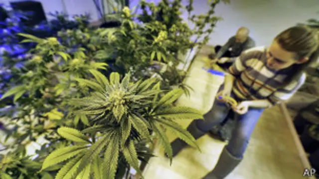 Cultivo de marihuana en Colorado