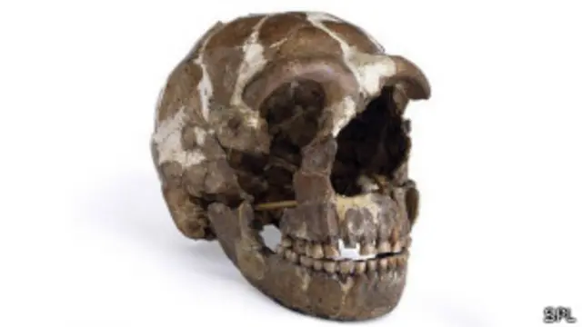 cráneo de hombre Neandertal