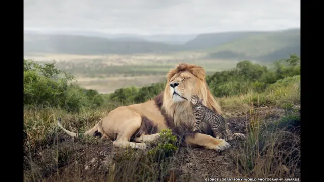 فوٹو گرافر جارج لوگان کے وسکاس کیٹ فوڈ براڈ کو مہم جو کیٹیگری کے لیے منتخب کیا گیا۔