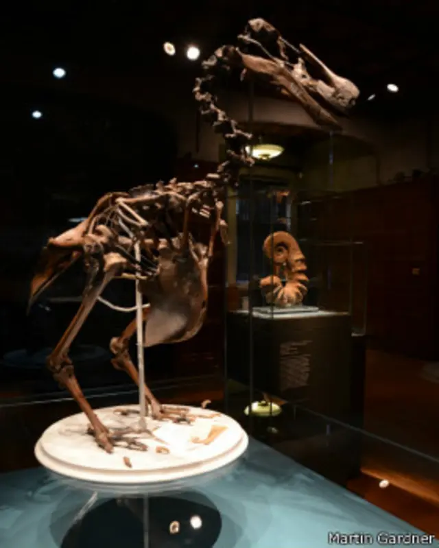 скелет дронта