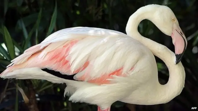 flamingo