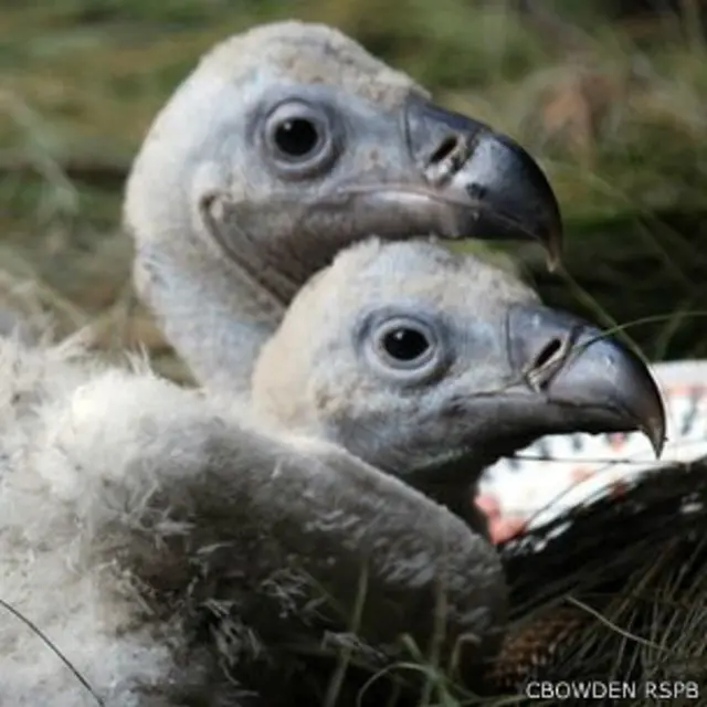 Pengembangbiakan burung bangkai dilakukan di tempat konservasi.