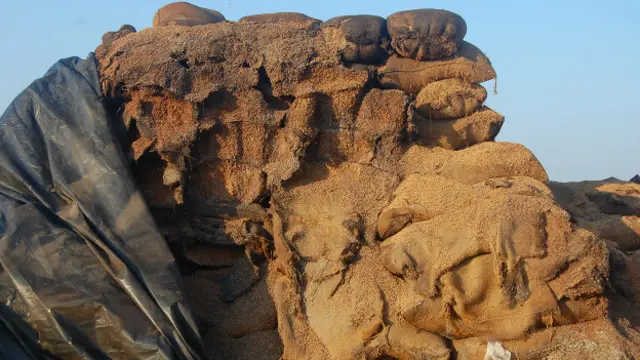 छत्तीसगढ़ धान की बर्बादी