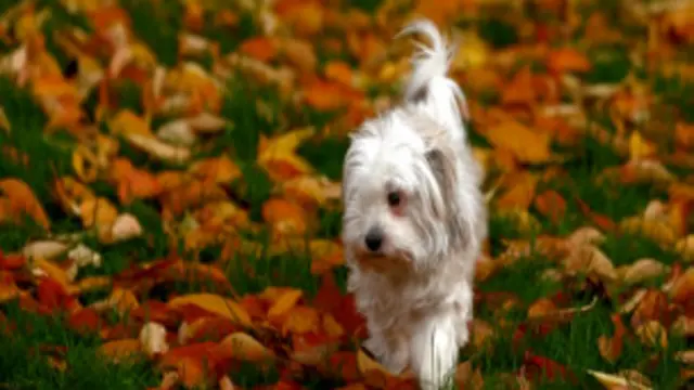 نمایی از فیلم 'بابا فیلم دارد' ساخته حسن صلح جو