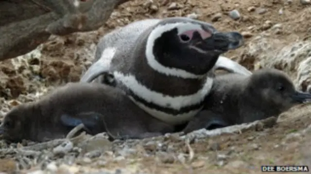 पेंगुइन