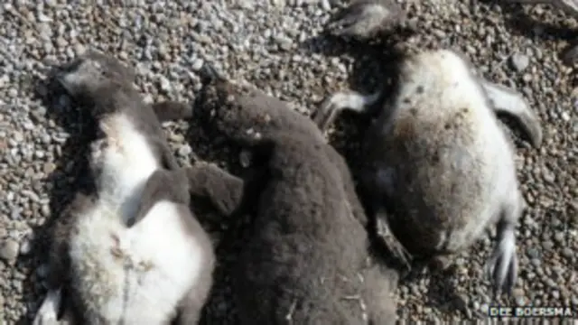 पेंगुइन