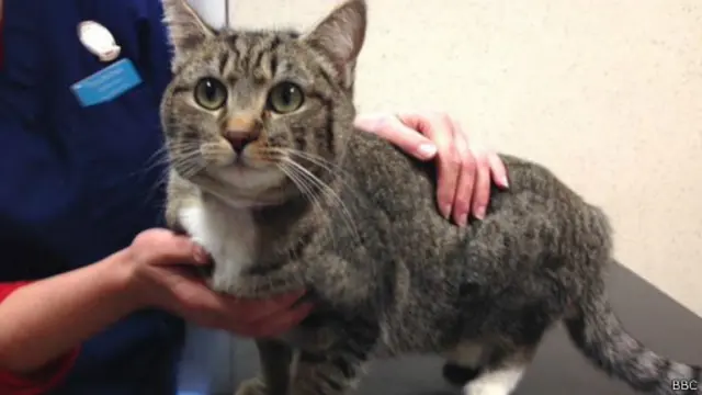 Кошка Хуанита