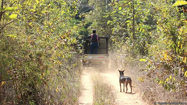ताडोबा अंधारी व्याघ्र प्रकल्प में एक कुत्ता