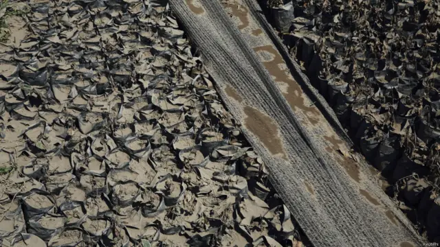 Cà phê bị tro phá hoại tại huyện Karo, Bắc Sumatra. 