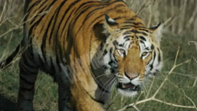 সুন্দরবনের বাঘের সংখ্যা সম্পর্কে কোন পাকা হিসেব নেই।