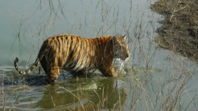 बाघ (फ़ाइल फ़ोटो)