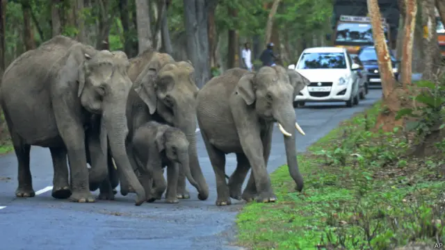 हाथियों को पकड़ने के लिए सबसे बड़ा अभियान