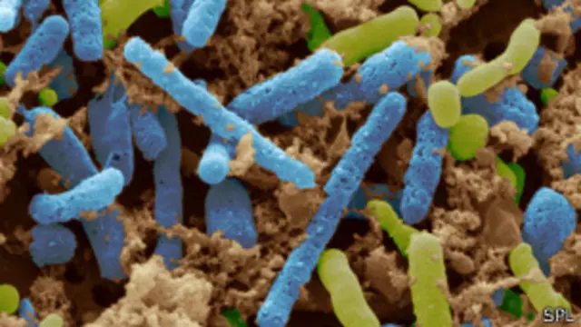 Bacteria del vinagre