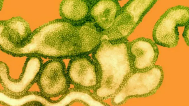 H10N8禽流感病毒