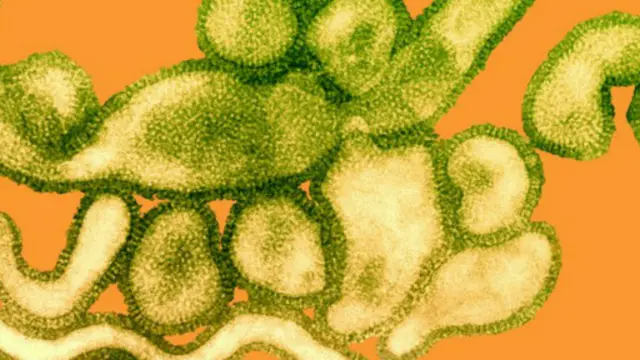 Пташиний грип