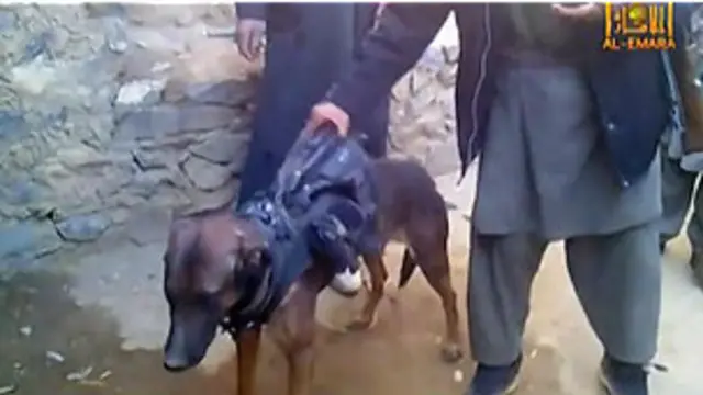 तालिबान, विदेशी कुत्ता