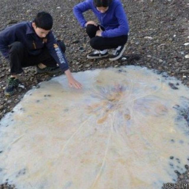 La medusa gigante