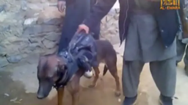 اس کتے کو ایک سینیئر کمانڈر کے ساتھ دیکھنے کی اطلاعات کے بعد اب یہ ویڈیو پہلی بار سامنے آئی ہے