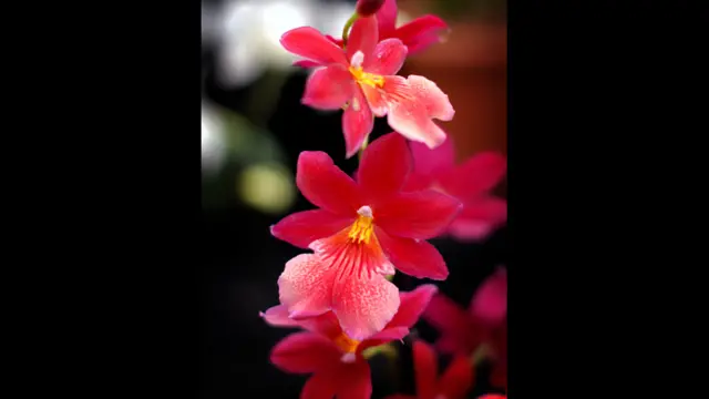 غالبا ما تنتشر زهور الأوركيد بكثرة في المناطق الاستوائية.