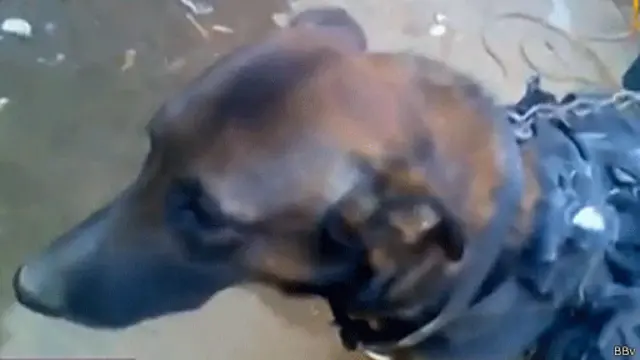 Захваченная талибами собака