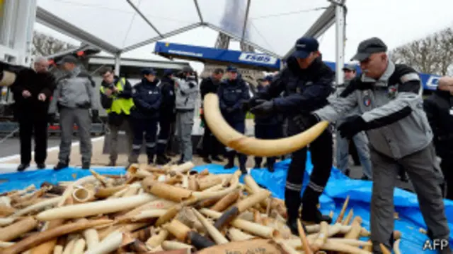 ဆင်စွယ်တွေကို မီးရှို့ဖျက်ဆီးဖို့ အီဖယ်မျှော်စင်အနီး ပြင်ဆင်