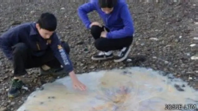 يعمل علماء استراليون على تصنيف فصائل جديدة من قناديل البحر العملاقة التي جرفتها الأمواج على الشاطئ في ولاية تسمانيا.