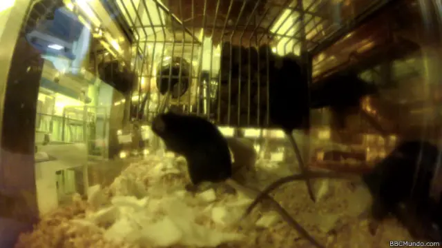 Ratones de laboratorio del centro Mary Lyon en Inglaterra.