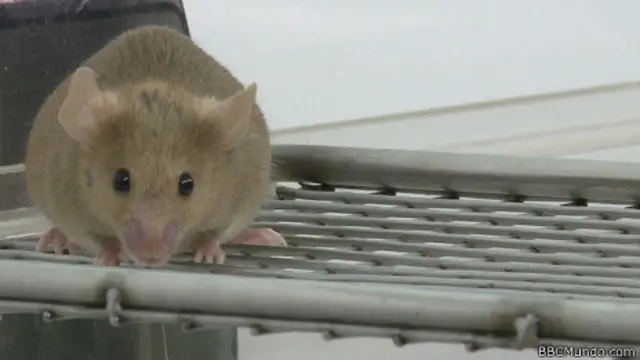 Ratón de Mary Lyon Centre.